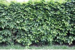 Hedges